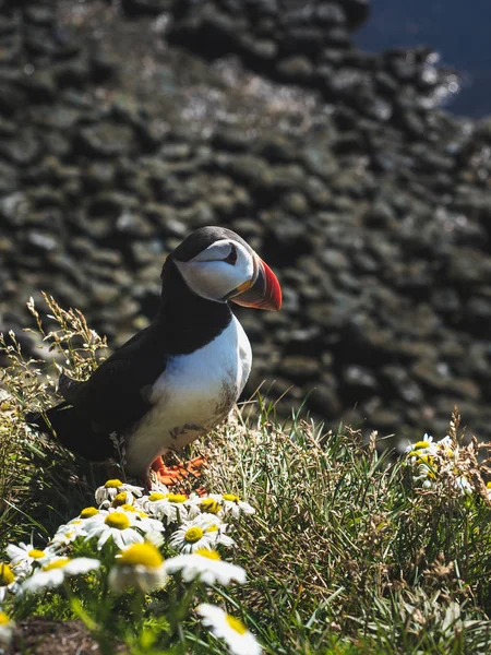 Puffin... — Fotografia de Stock