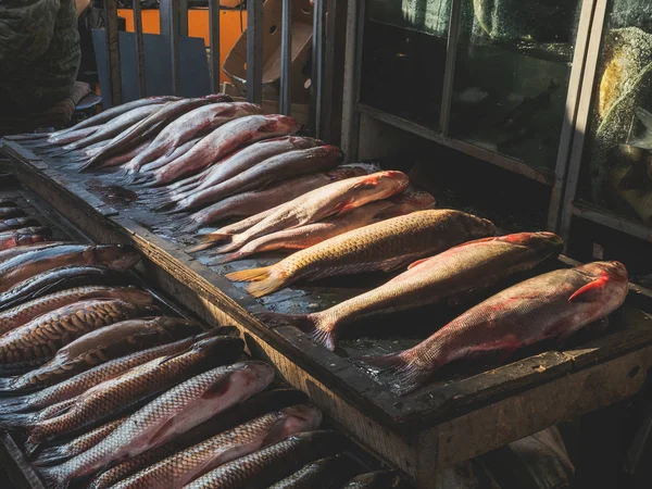 Pesce crudo — Foto stock