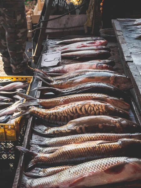 Fish — Stock Photo