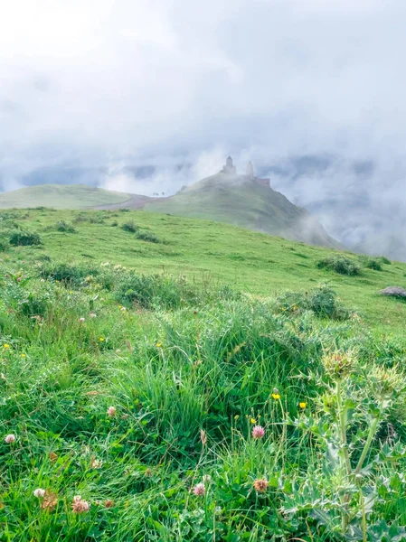 Gras — Stockfoto