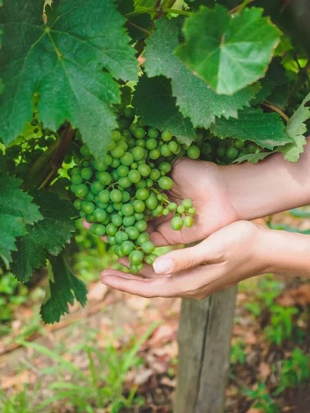 Uvas verdes - foto de stock