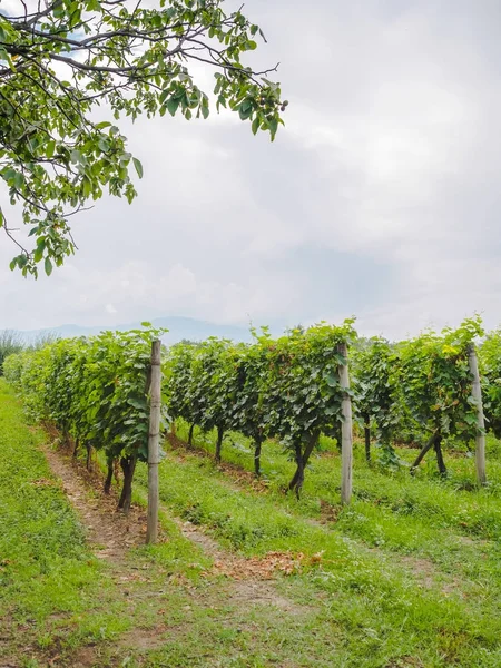 Vineyard — Stock Photo