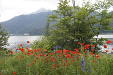 Dağların eteklerinde, kır çiçekleri.