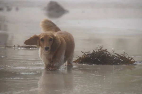 The dog runs along the shore of the ocean.