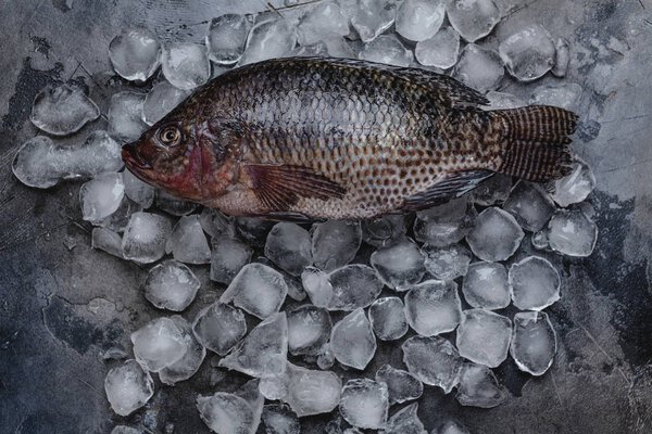 top view of fresh raw sea fish on ice cubes on grey 