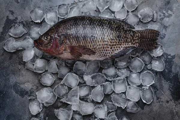 Vista dall'alto del pesce di mare fresco crudo su cubetti di ghiaccio su grigio — Foto stock