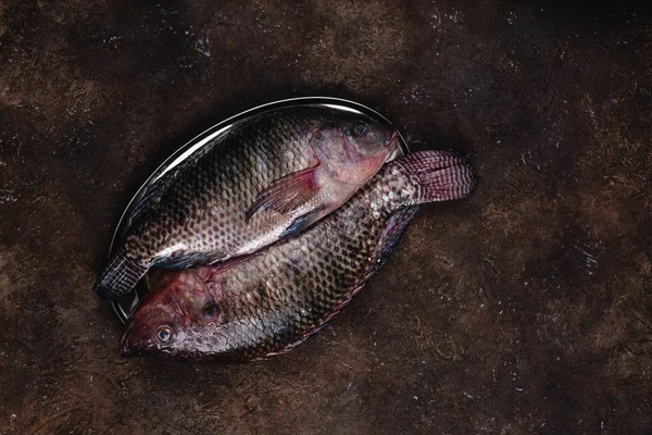 Fishes — Stock Photo