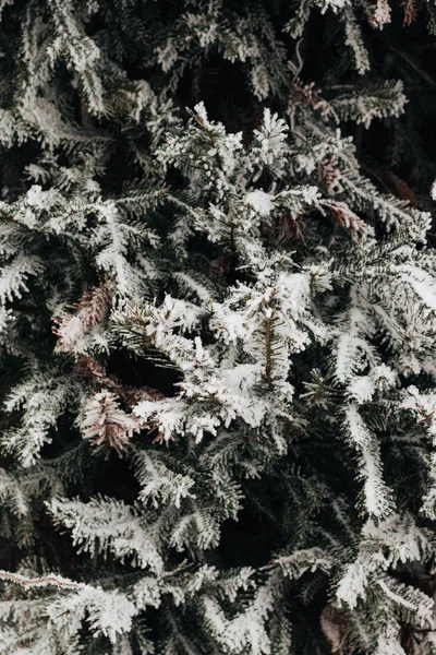 Köknar Ağacı Dalları Yakından Görmek Karla Kaplı — Stok fotoğraf