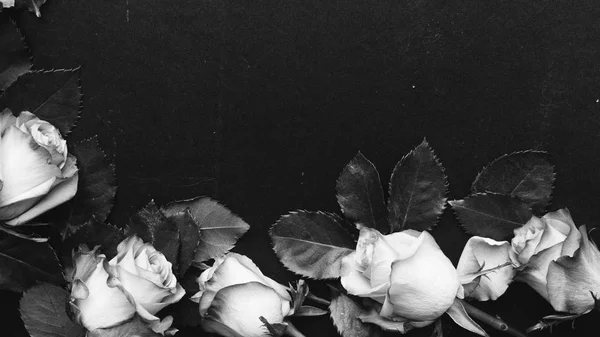 Hermosas Rosas Sobre Fondo Negro Blanco Negro —  Fotos de Stock