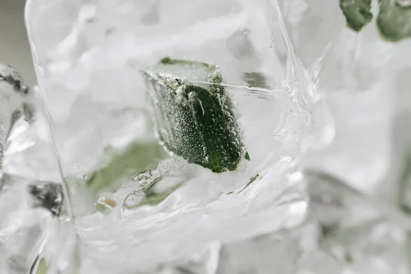 Glaçons Avec Aloès Congelé Intérieur Gros Plan — Photo