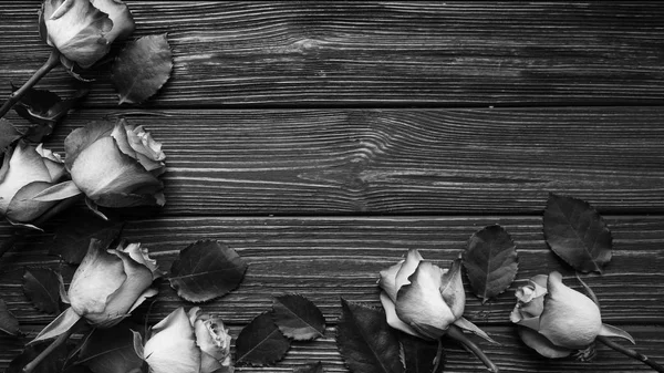 Hermosas Rosas Sobre Tablones Madera Fondo Blanco Negro —  Fotos de Stock