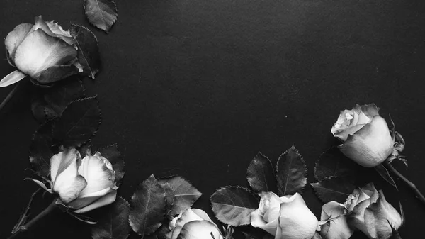 Belles Roses Sur Fond Noir Noir Blanc — Photo