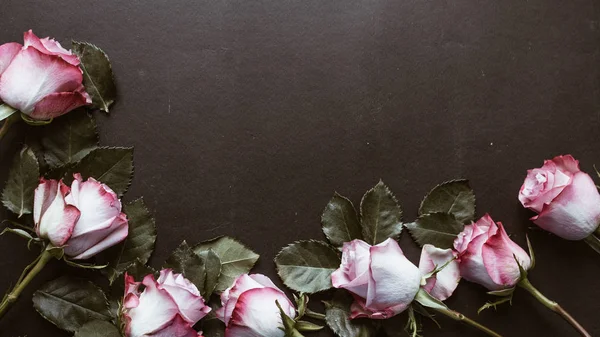Hermosas Rosas Rosadas Sobre Fondo Negro — Foto de Stock