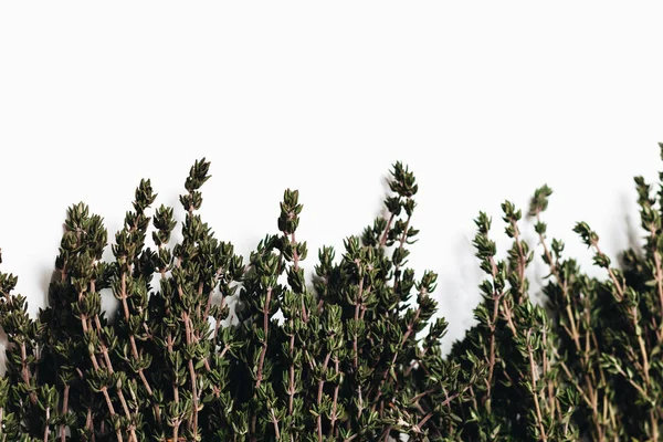 Плоская Укладка Зеленых Ароматических Трав Выделенных Белом Фоне — стоковое фото