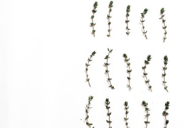 Beyaz arka plan üzerinde izole yeşil aromatik otlar düz lay