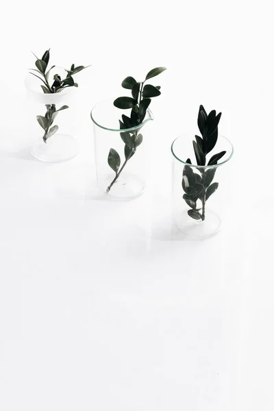 Tres Plantas Hierbas Verdes Vasos Aislados Sobre Fondo Blanco — Foto de Stock