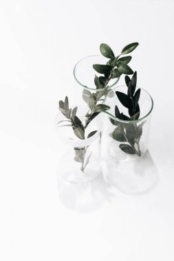 Beyaz arka plan üzerinde izole bardaklarda üç yeşil otlar bitkiler