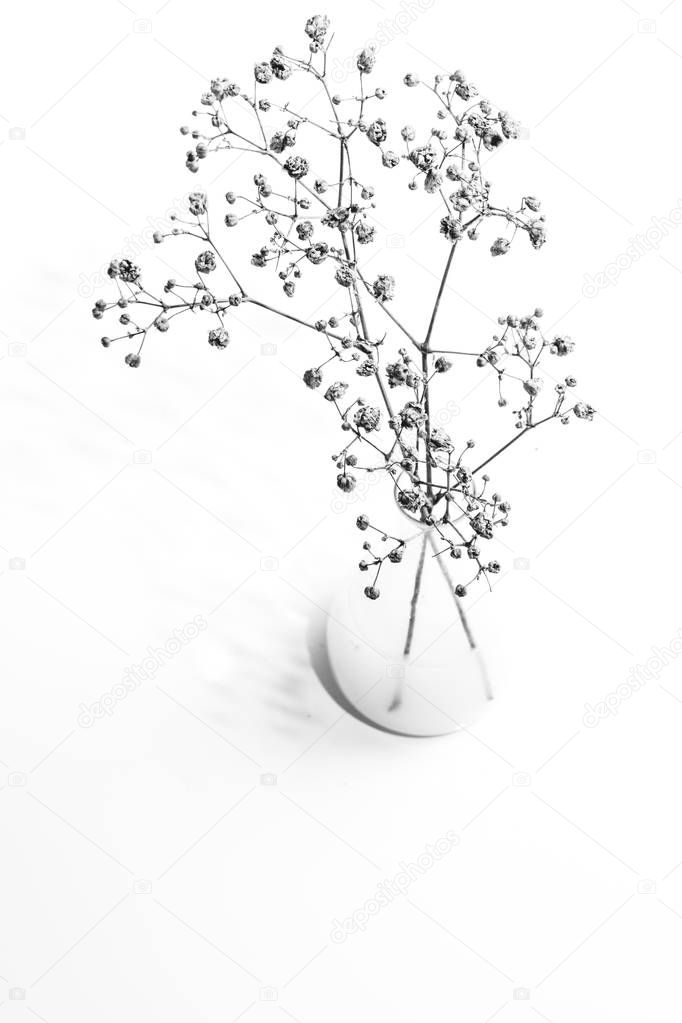 green plant twig in glass vase isolated over white background