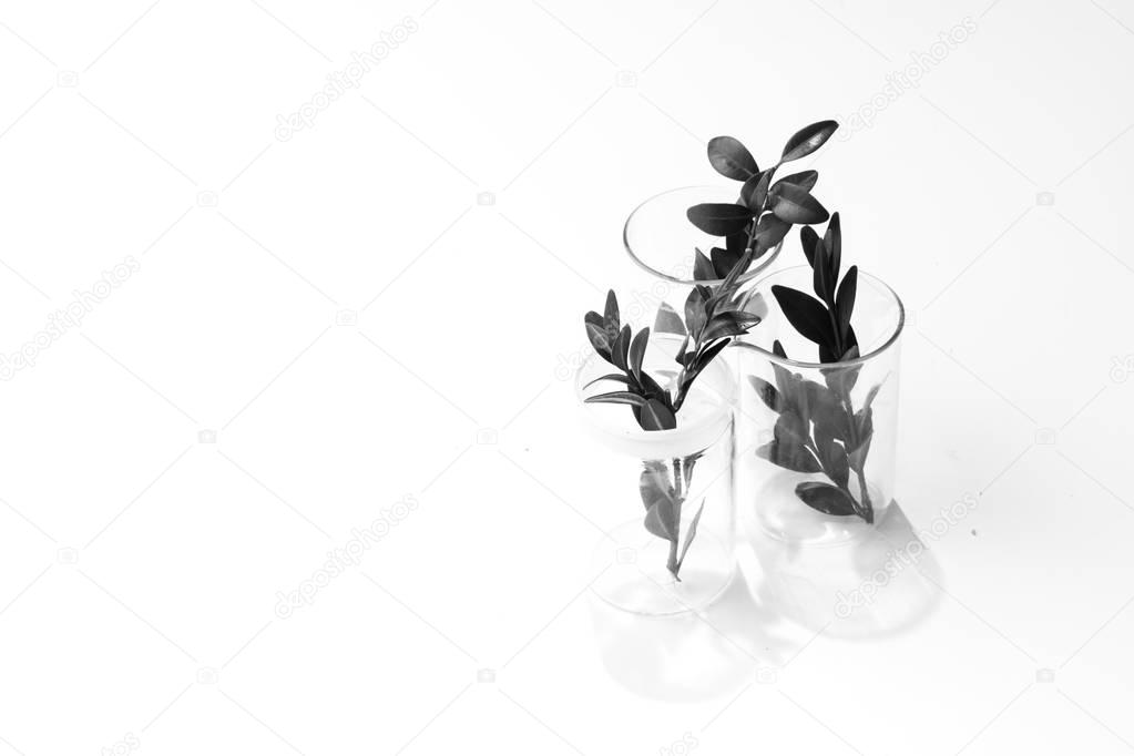 three green herbs plants in glasses isolated over white background
