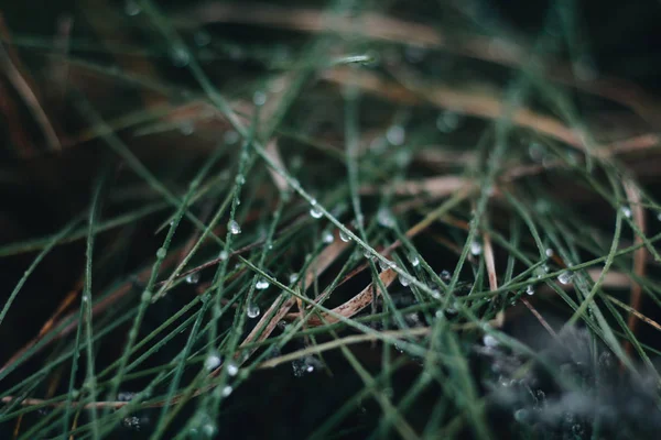 Grünes Gras Mit Morgentau Bedeckt Nahaufnahme — kostenloses Stockfoto