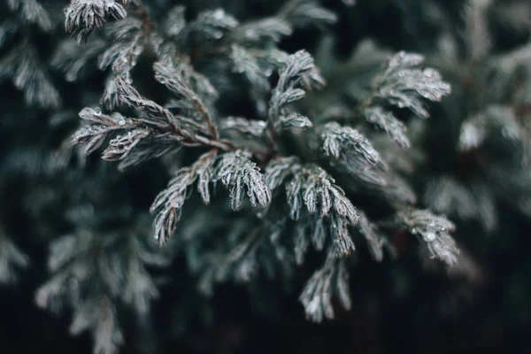 Yeşil dal hoarfrost, closeup ile kaplı