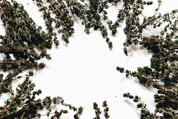 白い背景に分離された緑の芳香性草本のフレーム — ストック写真