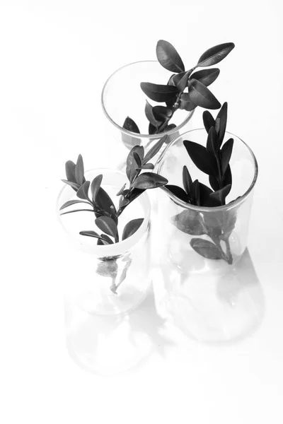 Tres Plantas Hierbas Verdes Vasos Aislados Sobre Fondo Blanco — Foto de Stock