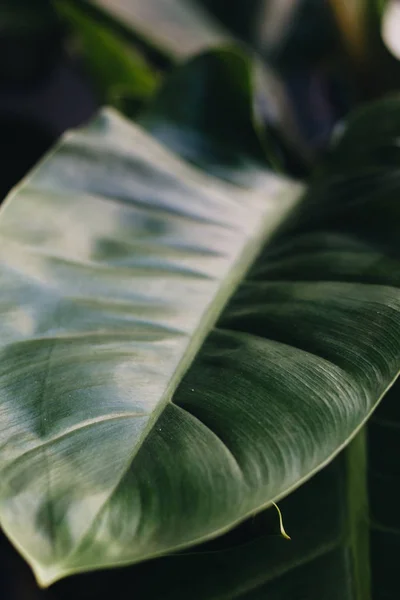 緑の植物の成長の大きな葉 — ストック写真