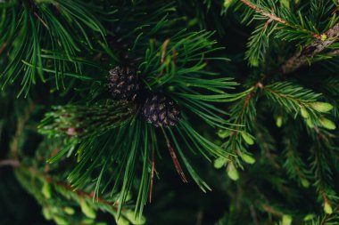 köknar ağacının yeşil dalları, closeup