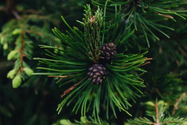 köknar ağacının yeşil dalları, closeup