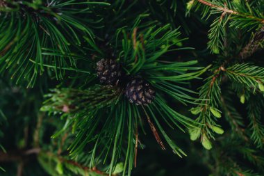 köknar ağacının yeşil dalları, closeup