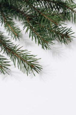 beyaz zemin üzerinde Noel ağacı dalı