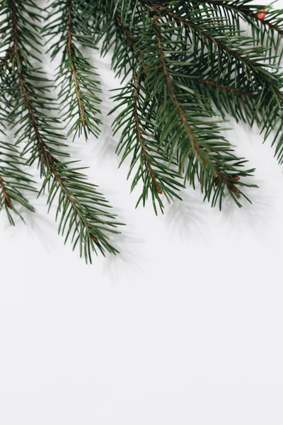Boże Narodzenie Drzewo Gałąź Białym Tle — Zdjęcie stockowe
