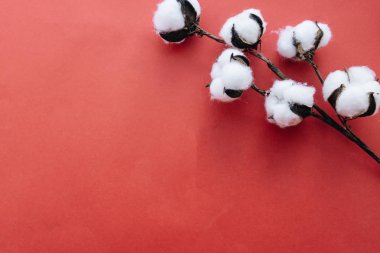 Kırmızı arkaplanda pamuk çiçekleri