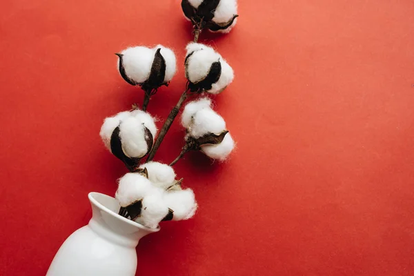 Cotton Flowers Vase Red Background — Stok fotoğraf