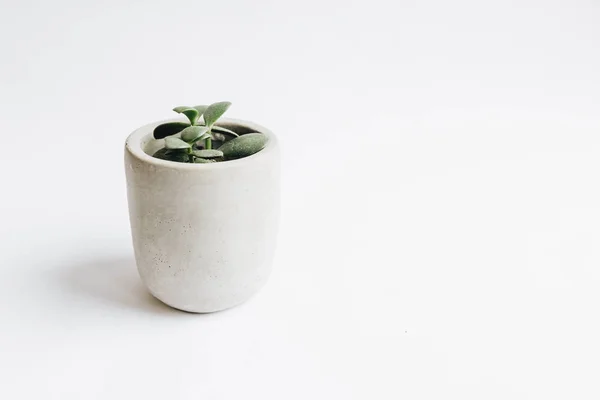 Houseplant Beton White Background — Stock Photo, Image