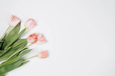 Beyaz arkaplanda pembe lalelerin üst görünümü