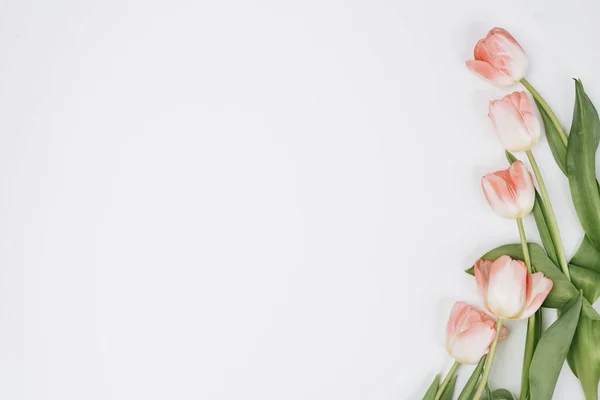 Flores Primavera Sobre Fondo Blanco Con Espacio Para Copiar — Foto de Stock