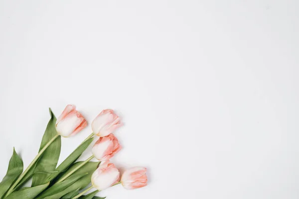 Flores Primavera Sobre Fondo Blanco Con Espacio Para Copiar — Foto de Stock
