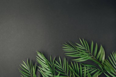 Taze yeşil tropikal yaprakların arka planı, makro 