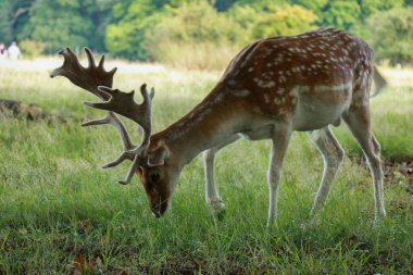 Çim alanı yeme geyik