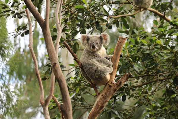 Australijski Koala Drzewie — Zdjęcie stockowe