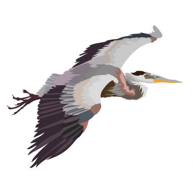 Beyaz arka plan üzerinde balıkçıl kuş. Vektör çizim.