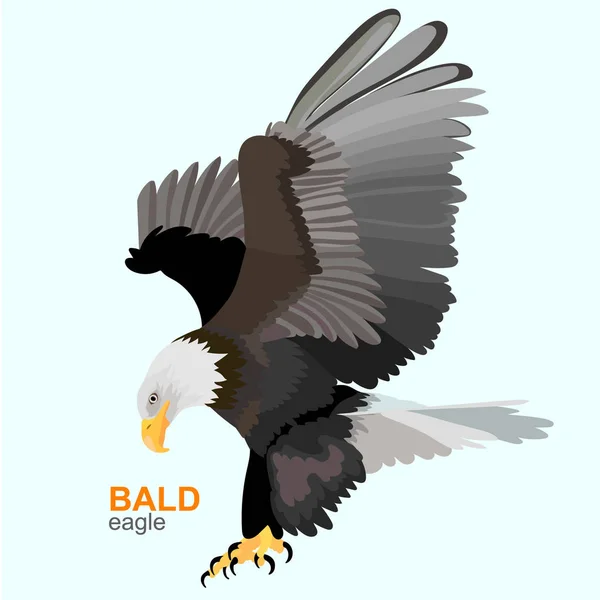 Kel kartal. Vektör çizim.