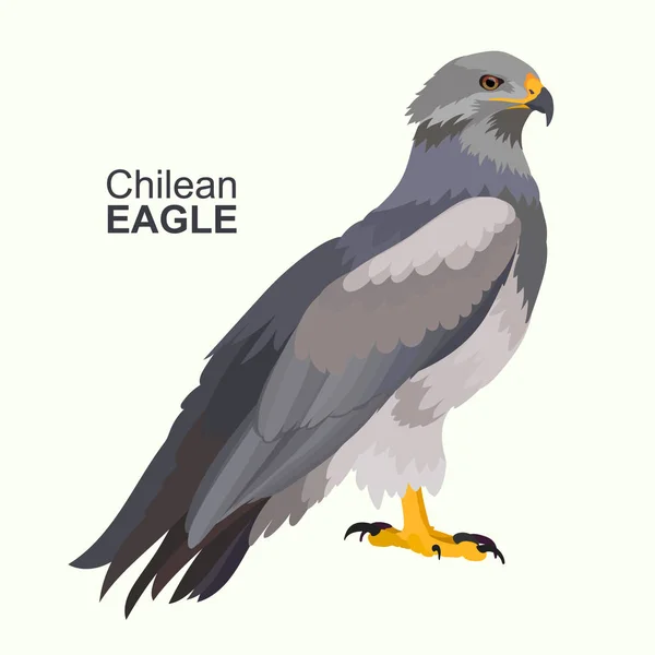 Águila Chilena Ilustración Vectorial — Vector de stock