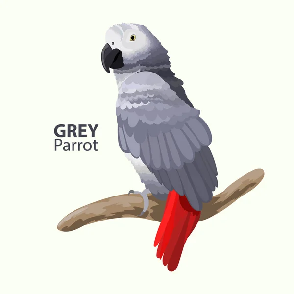 Gri papağan. Egzotik tropik kuş. Vektör çizim.