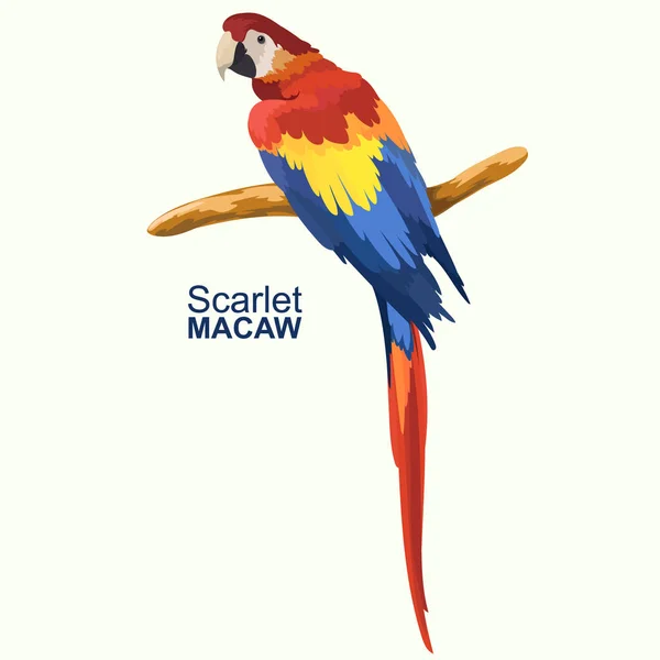 Renkli Amerika papağanı papağan. Güzel Ara papağan dalı. Vektör çizim.