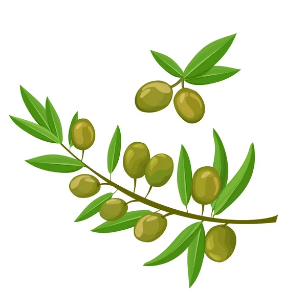 Beyaz zemin üzerine zeytin Isolated. Set vektör çizim zeytinyağı ile şube.