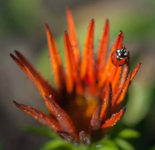 Uğur böceği Gazania portakalının çiçekleriyle koşar.