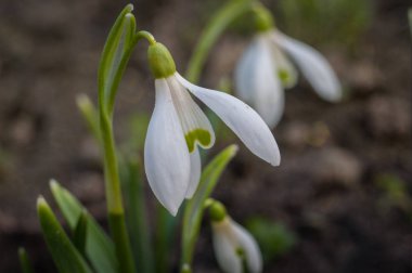 Bahçede kar damlası
